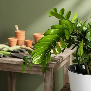 Zamio Zimba - Mini Zamioculca