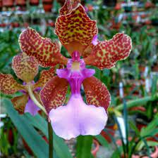 Oncidium lanceanum