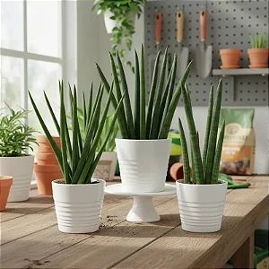 Lança de São Jorge - Sansevieria Cylindrica