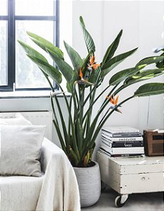 Flor do Paraiso  - Strelitzia Reginae