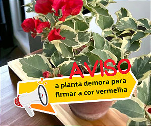 Primavera Variegata Vermelha