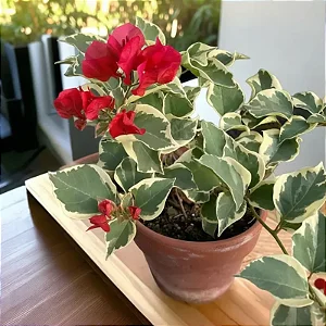 Primavera Variegata Vermelha