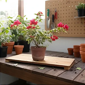 Primavera Variegata Vermelha