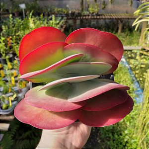 Suculenta Orelha de Elefante - Kalanchoe Luciae