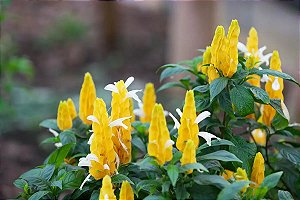 Camarão Amarelo - Pachystachys lutea