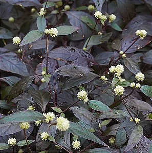 Penicilina - Alternanthera Brasiliana