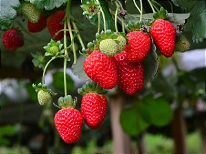 Morango - Fragaria × Ananassa