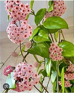 Flor de Cera - Hoya Carnosa Rosa