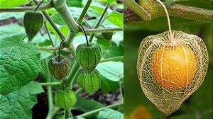 Fisális - Physalis angulata