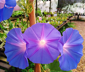 Ipoméia Azul  - Ipomoea Cairica