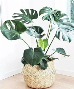 Costela de Adão - Monstera Deliciosa
