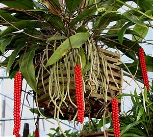Antúrio Gracile - SUPER PROMOÇÃO Anthurium Gracile - Adulta