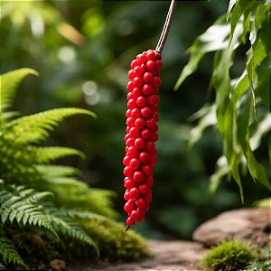 Planta Antúrio Gracile - Anthurium Gracile - Muda Maior