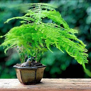 Asparagus Setaceus "Plumosus Nanus"