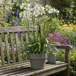 Agapanthus Branca - Agapanthus Africanus