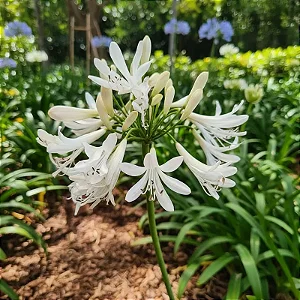 Agapanthus Branca - Agapanthus Africanus