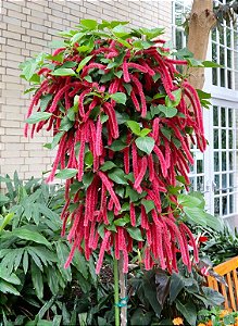 Acalypha hispida - Acalifa Macarrão / Rabo de gato