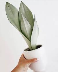 Espada De São Jorge Prateada - Sansevieria Moonshine