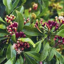 Cravo-da-Índia - Syzygium aromaticum