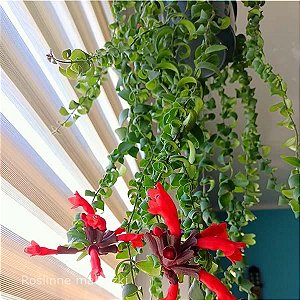Columeia Dobrada - Aeschynanthus rasta