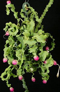 Epiphyllum Guatemalense F. Monstrosa