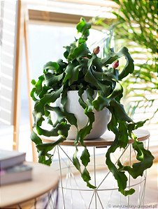 Epiphyllum Guatemalense F. Monstrosa