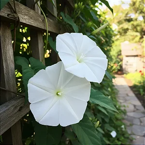 Ipoméia Branca - Ipomoea Alba
