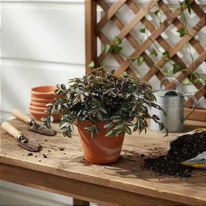 Maria Fumaça - Pellionia repens