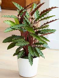 Calathea Rufibarba - Maranta Peluda