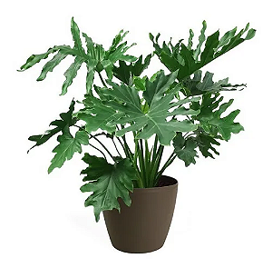 Guaimbê - Philodendron bipinnatifidum