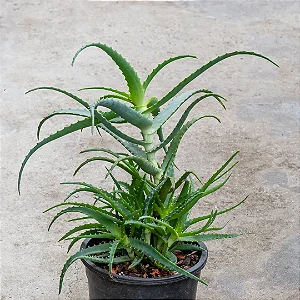 Babosa - Aloe arborescens