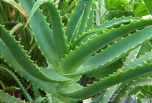 Babosa - (Promoção) Aloe arborescens