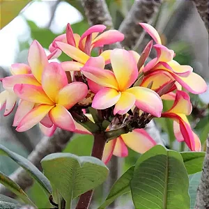 Jasmim Manga Salmão - Plumeria
