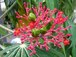 Merthiolate - Jatropha multifida