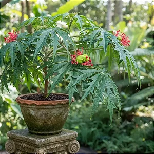 Merthiolate - Jatropha multifida