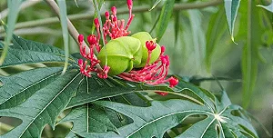 Merthiolate - Jatropha multifida