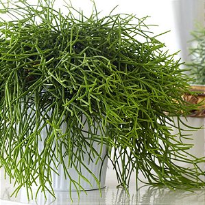 Rhipsalis teres