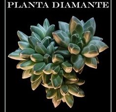 Suculenta Diamante - Pachyphytum compactum