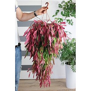 Planta Pseudorhipsalis Ramulosa