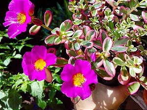 Onze Horas Variegata - Portulaca Variegata