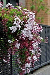 Jasmim dos Poetas - Jasminum polyanthum