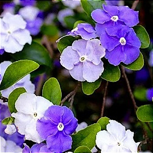 Manacá de Cheiro - Brunfelsia uniflora