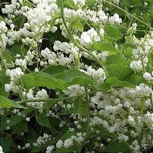Amor Agarradinho Branco - Antigonon leptopus 'Alba'