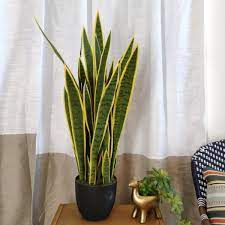 Espada de Santa Barbara - Sansevieria Trifasciata (Muda Menor)