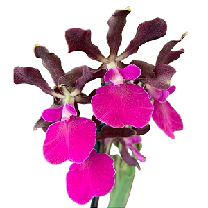 Encyclia Atropurpurea