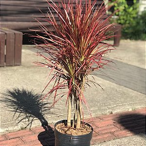 Dracena Colorama