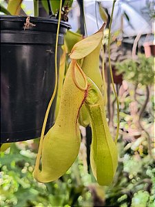 Planta Carnívora Nepenthes