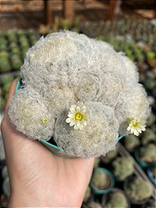 Cacto Mammillaria Plumosa