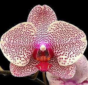 Phalaenopsis I-Hsin Sesame (PREMIUM)