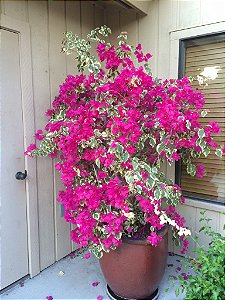 Primavera Variegata Pink - Bougainvillea Pink